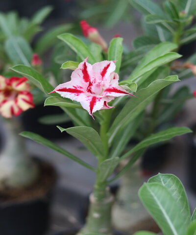 red star white single petal adenium desert rose grafted plant (s537) 3 red star white adenium desert rose grafted plant