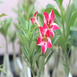 home 29 radiant single-petal adenium with crimson red and white star blooms on a healthy grafted desert rose plant