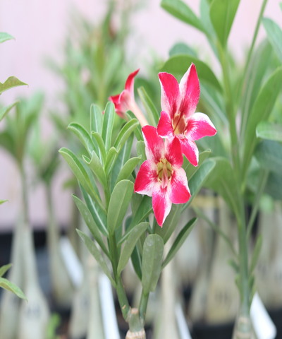 radiant single-petal adenium with crimson red and white star blooms (s164) 1 radiant single-petal adenium with crimson red and white star blooms on a healthy grafted desert rose plant