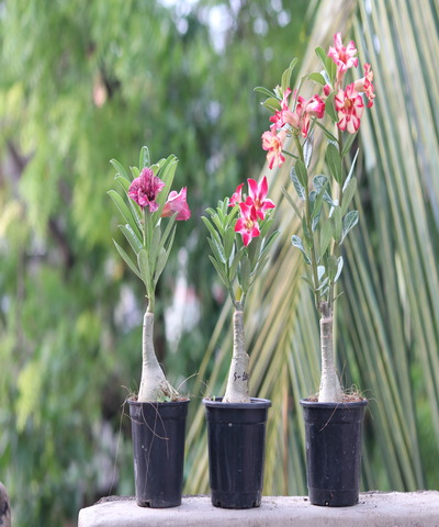 radiant single-petal adenium with crimson red and white star blooms (s164) 3 elegant single-petal adenium with brilliant red star blooms