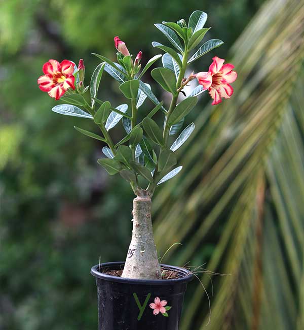 single-petal adenium with soft cream and crimson pink blooms 3 healthy single-petal adenium desert rose plant with cream white flowers, crimson pink edges, and a thick caudex in a nursery pot.