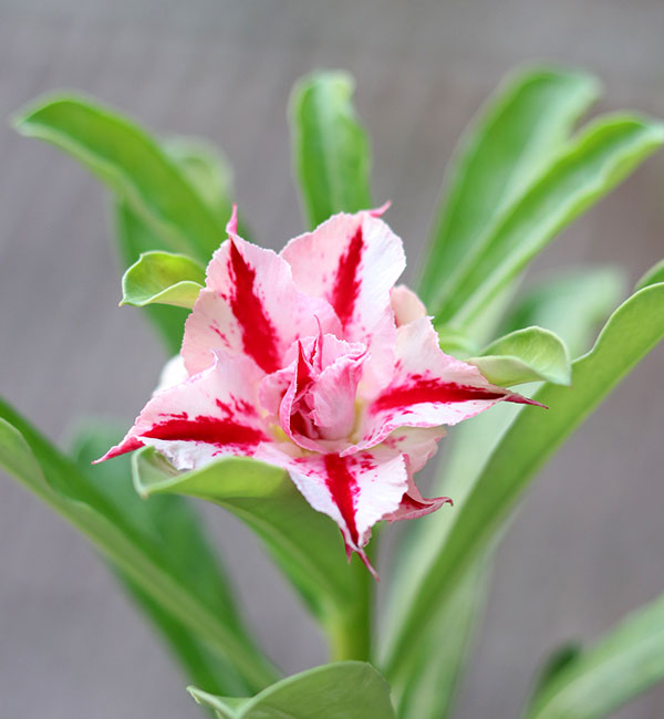 red star white single petal adenium desert rose grafted plant (s537) 2 red star white single-petal adenium desert rose flower blooming on a leafy plant.