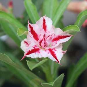 home 32 close-up of a red star white single-petal adenium desert rose bloom