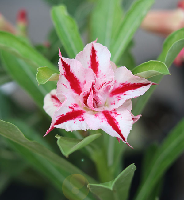 red star white single petal adenium desert rose grafted plant (s537) 1 close-up of a red star white single-petal adenium desert rose bloom