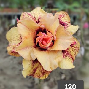 home 2 close-up of a blooming cream double petal adenium plant, sku 120, showing multi-layered ruffled cream petals with burgundy streaks