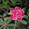 Deep Pink Double Petal Adenium with white edges and green foliage - SKU 123.