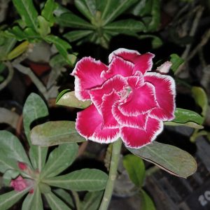 Deep Pink Double Petal Adenium with white edges and green foliage - SKU 123.