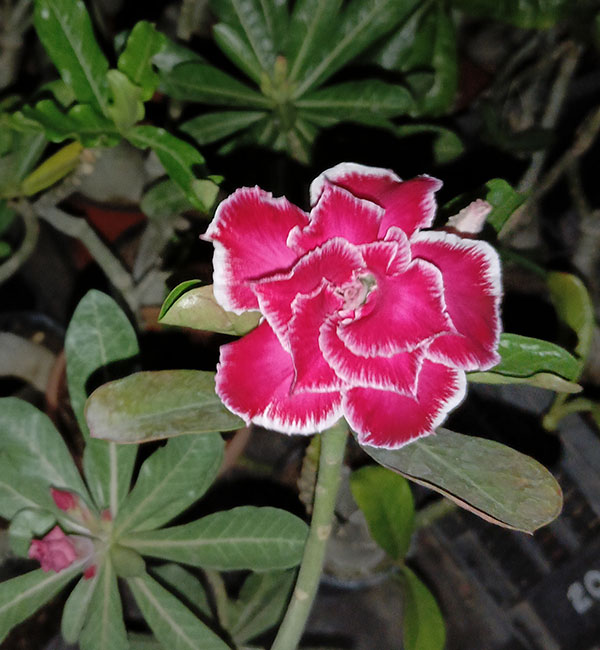deep pink double petal adenium with white edges (sku 123) 1 deep pink double petal adenium with white edges and green foliage - sku 123.
