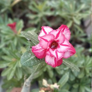 Close-up of the Pink and White Striped Double Petal Adenium Plant (152) in full bloom