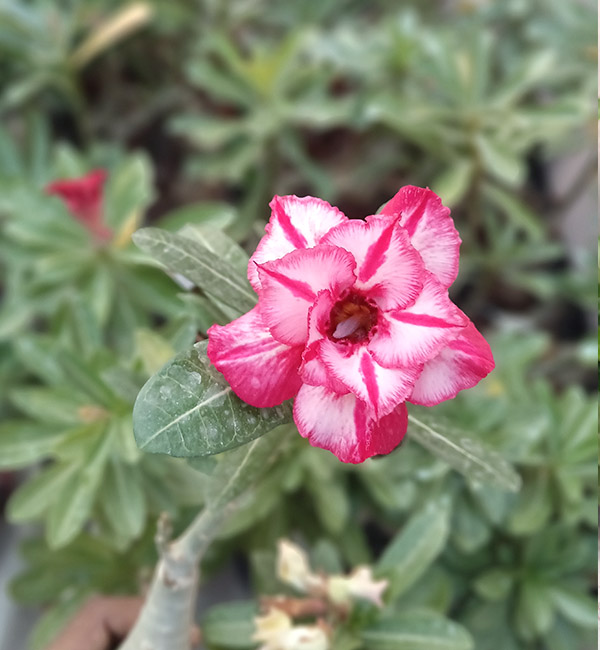 stunning pink and white striped double petal adenium plant (152) 1 close-up of the pink and white striped double petal adenium plant (152) in full bloom