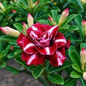Adenium double petal red