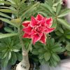The potted Red and Cream Double Petal Adenium Desert Rose Plant features a vibrant bi-color flower above a thick caudex (SKU 115)