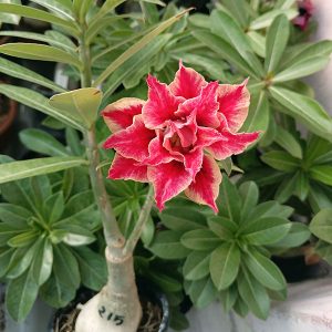 The potted Red and Cream Double Petal Adenium Desert Rose Plant features a vibrant bi-color flower above a thick caudex (SKU 115)