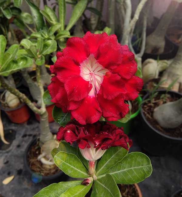 gorgeous double petal adenium with velvet red and soft white center (118) 1 double petal adenium with velvet red and soft white center in full bloom with layered red petals.
