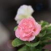 Close-up of a vibrant Color-Changing Pink and White Double Petal Adenium Plant in full bloom with green leaves.