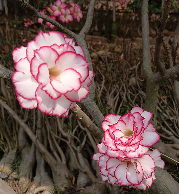 beautiful white adenium plant with pink edges 2 a white adenium plant with pink edges in full bloom featuring layered ruffled flowers and green leaves in a garden setting.