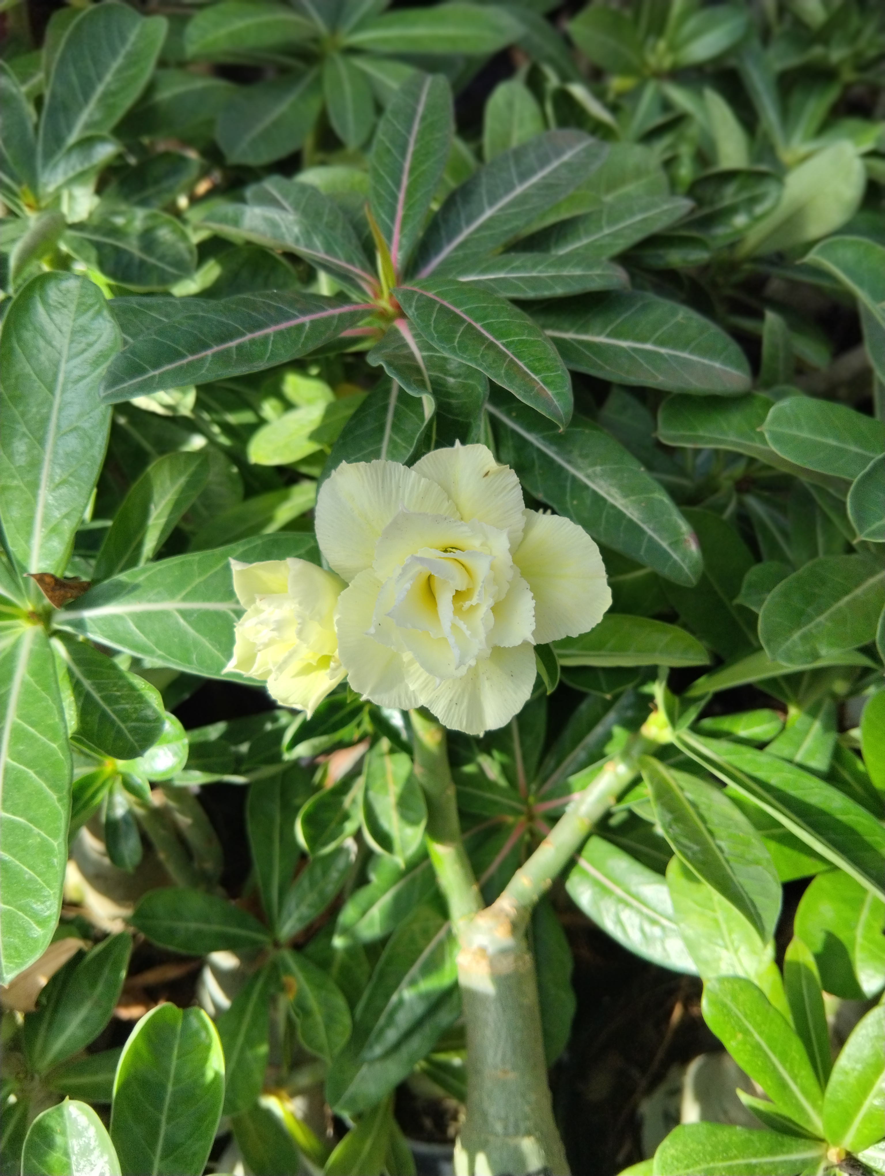 beautiful cream yellow double petal adenium plant (127) 2 cream yellow double petal adenium plant with creamy-yellow blooms and green leaves sku-127