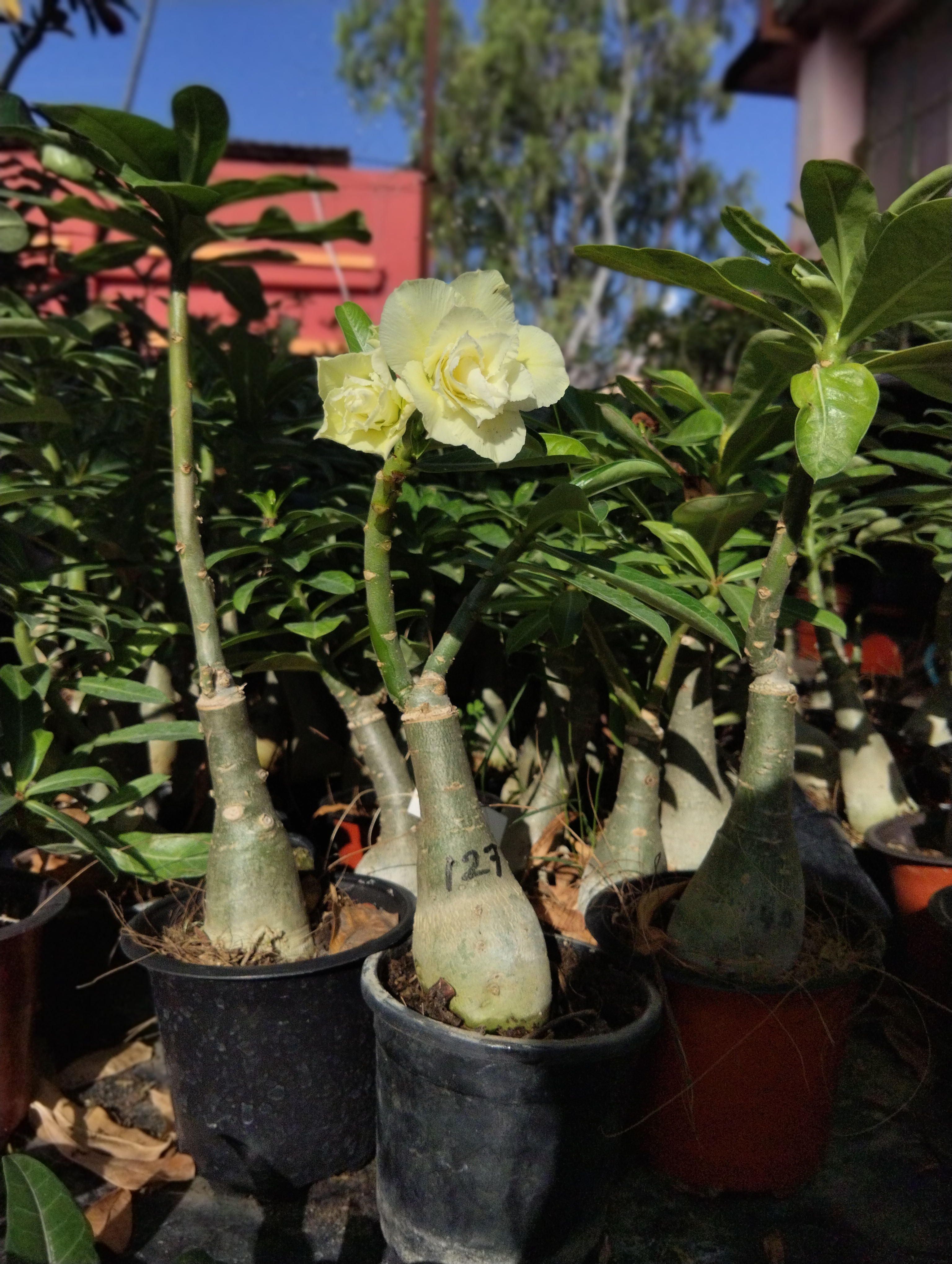 beautiful cream yellow double petal adenium plant (127) 4 cream yellow double petal adenium desert rose plant with blooming flowers and swollen caudex in a nursery pot – sku 127