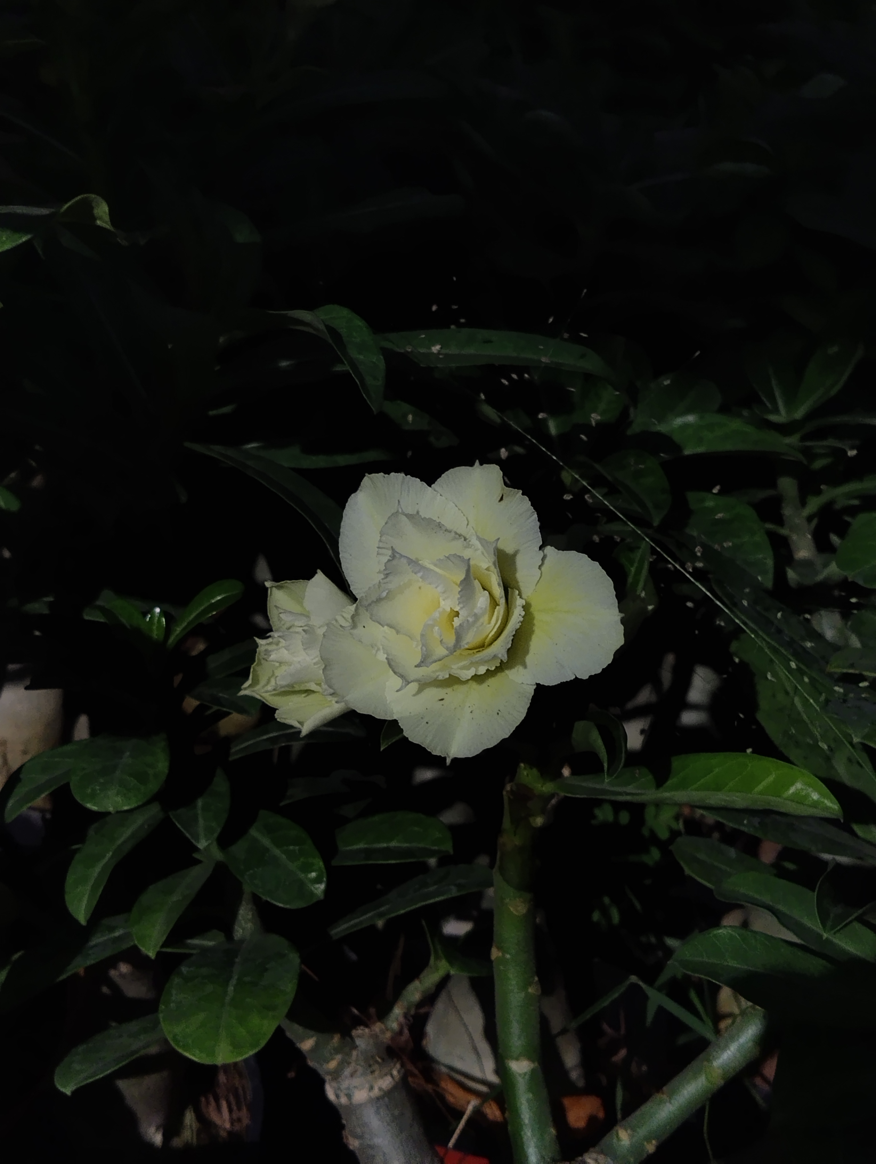 beautiful cream yellow double petal adenium plant (127) 3 cream yellow double petal adenium (desert rose) flower blooming on a healthy green plant with glossy leaves, sku: 127