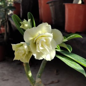 home 12 cream yellow double petal adenium flowering plant – sku-127