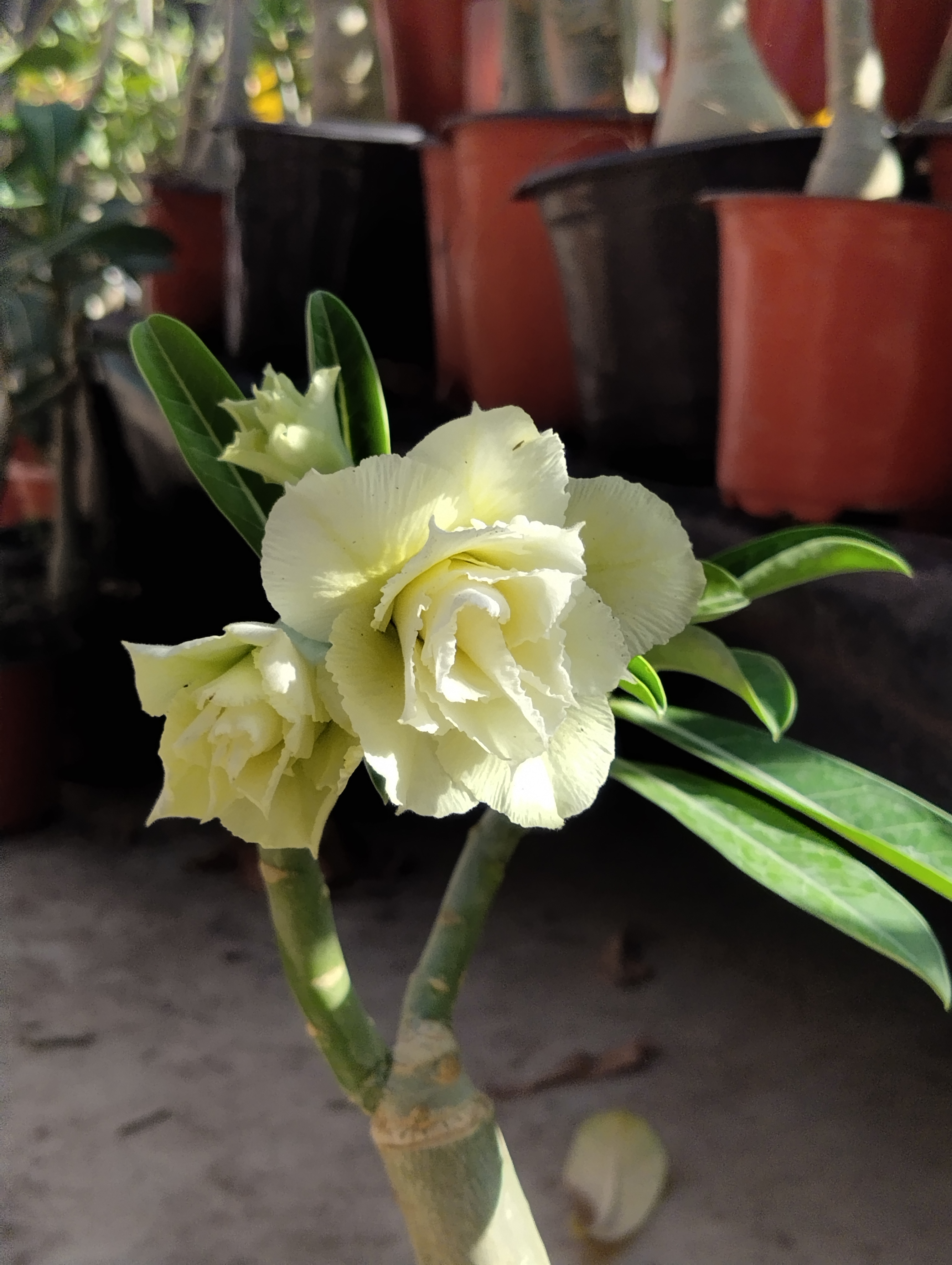 beautiful cream yellow double petal adenium plant (127) 1 cream yellow double petal adenium flowering plant – sku-127