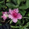 Close-up of a blooming Light Pink Double Petal Adenium with Dark Pink Center surrounded by lush green foliage.