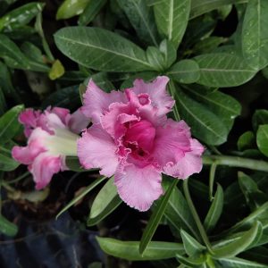 Close-up of a blooming Light Pink Double Petal Adenium with Dark Pink Center surrounded by lush green foliage.