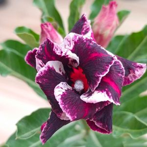 home 8 deep burgundy and white double petal adenium plant (sku 524) – double-petal adenium flowers in deep burgundy and white shades