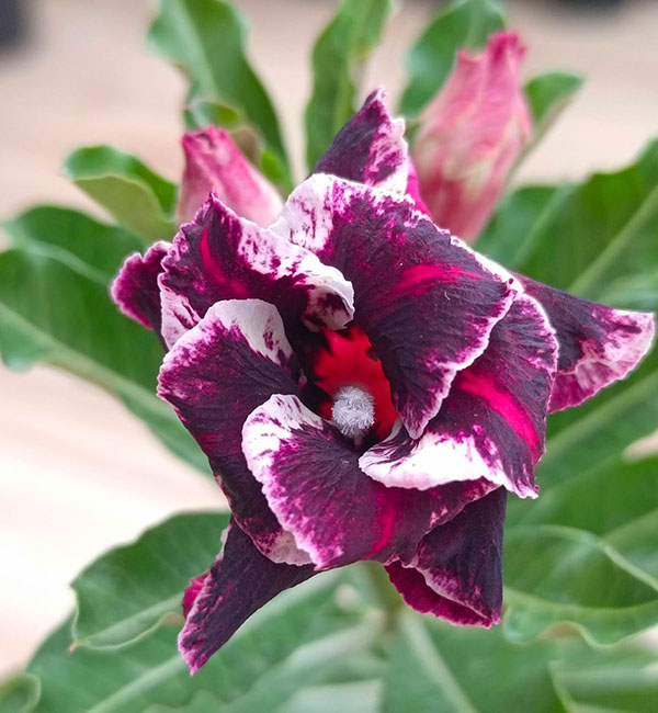 deep burgundy and white double petal adenium plant – (524) (lilac) 1 deep burgundy and white double petal adenium plant (sku 524) – double-petal adenium flowers in deep burgundy and white shades
