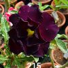 Double Petal Adenium with deep burgundy-black flowers and a bright yellow center blooming on a healthy desert rose plant.