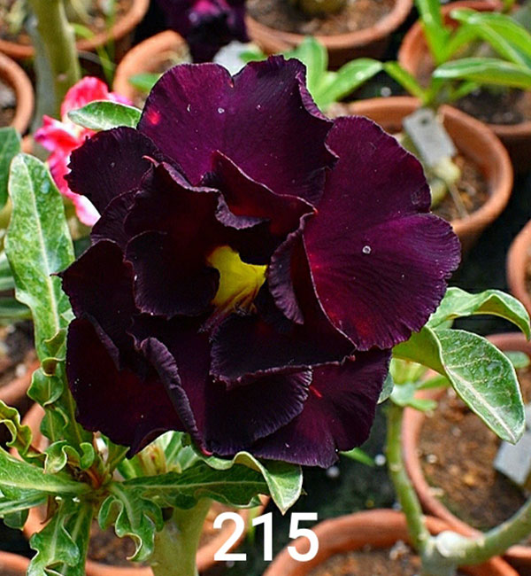 stunning double petal adenium with dark burgundy flowers and yellow center (215) 1 double petal adenium with deep burgundy-black flowers and a bright yellow center blooming on a healthy desert rose plant.
