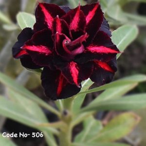 Close-up of the Red and Black Double Petal Adenium Desert Rose (SKU 506) in full bloom.