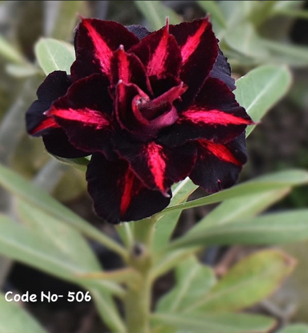 red and black double petal adenium desert rose (sku 506) 1 close-up of the red and black double petal adenium desert rose (sku 506) in full bloom.