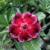 Red Double Petal Adenium with Black Highlights in Bloom – SKU 213