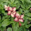 Cream and Maroon Single Petal Adenium Plant (S46) with beautiful cream and maroon flowers