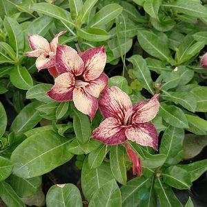 home 6 cream and maroon single petal adenium plant (s46) with beautiful cream and maroon flowers