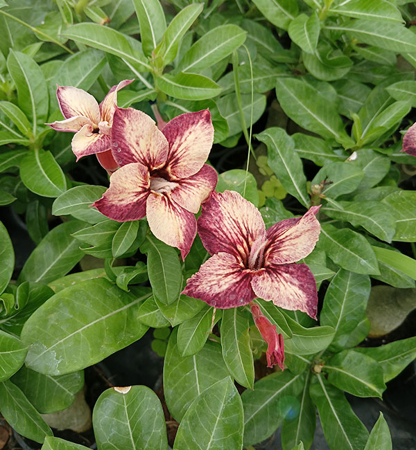cream and maroon single petal adenium plant (s46) 1 cream and maroon single petal adenium plant (s46) with beautiful cream and maroon flowers