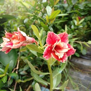 Double Petal Adenium with two layers of red and cream ruffled petals blooming on the plant