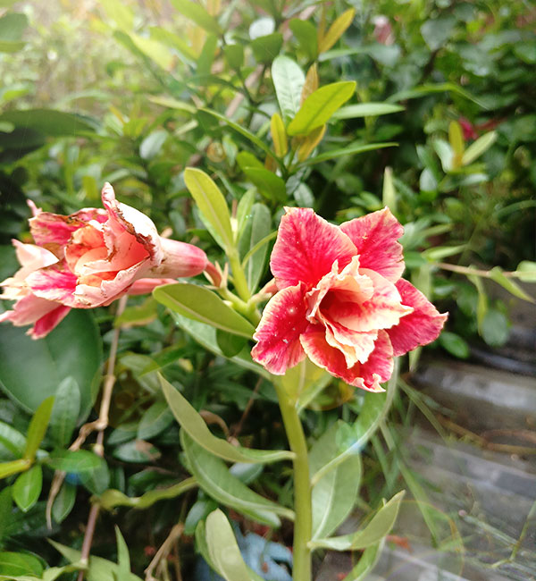 beautiful double petal adenium with two layers of red and cream ruffled petals (202) 1 double petal adenium with two layers of red and cream ruffled petals blooming on the plant