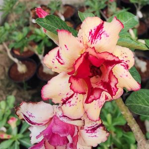 home 11 close-up of a cream red splash double petal adenium (sku 146)