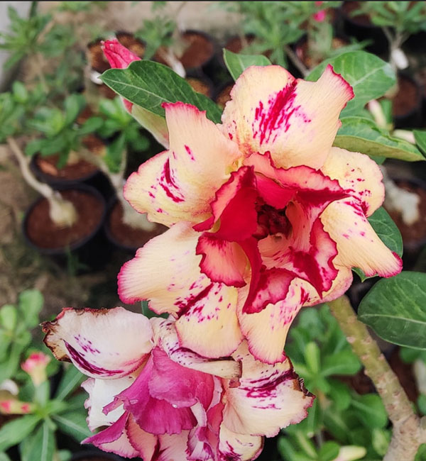 cream red splash double adenium (sku 146) 1 close-up of a cream red splash double petal adenium (sku 146)