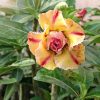 Close-up of Yellow Double Petal Adenium with Red Splash flowers (SKU 155)