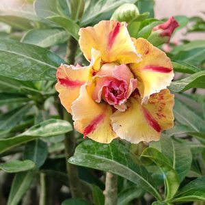 home 10 close-up of yellow double petal adenium with red splash flowers (sku 155)