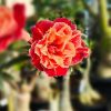 Double Petal Adenium with Red Blooms and Peach Frilled Center