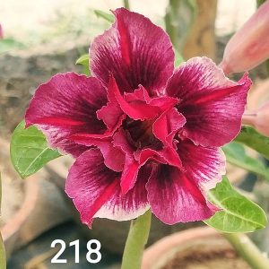 home 9 dark pink burgundy double petal adenium plant (sku 218) with layered ruffled petals and dark burgundy flower centre.