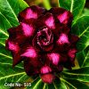 Double Petal Adenium Plant with dark red and bright pink flowers blooming against lush green leaves.