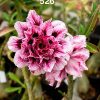 Double Petal Adenium Plant with Soft Pink Flowers and Dark Pink Center