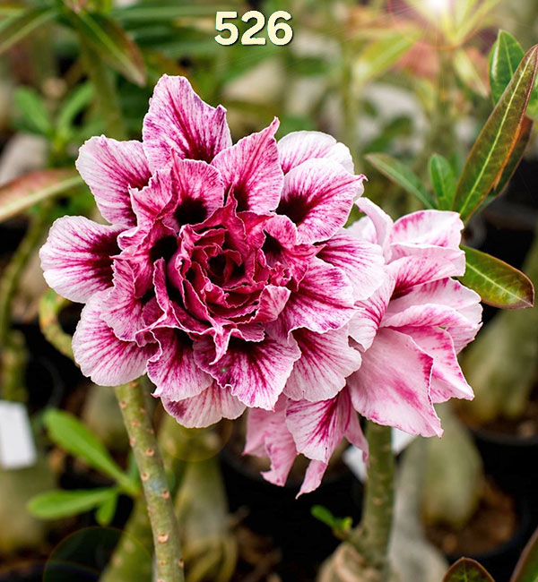 double petal adenium with soft pink flowers and dark pink center (526) 1 double petal adenium plant with soft pink flowers and dark pink center