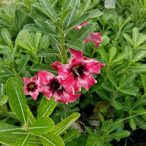 home 27 single petal adenium with dark pink flowers and a deep burgundy center blooming on a healthy green plant