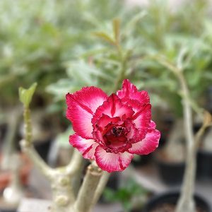 home 7 a close-up shot of a red and white double petal adenium plant (sku 138) in full bloom